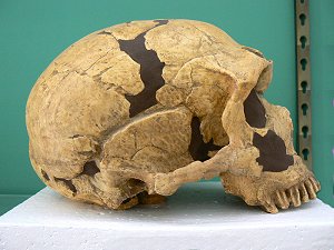 Neandertaler-Schädel