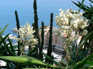 Blühende Yucca-Palme