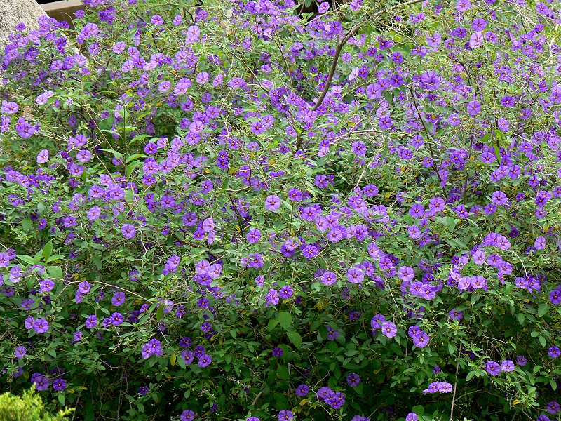 Blütenpracht in den Jardins de St-Martin in Monaco