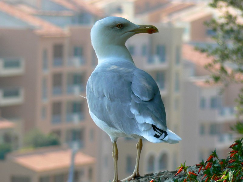 Möve in den Jardins de St-Martin in Monaco