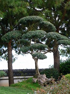Japanischer Garten - Bäume