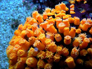 Korallenanemonen