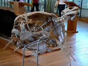 Skelett einer Meeresschildkröte