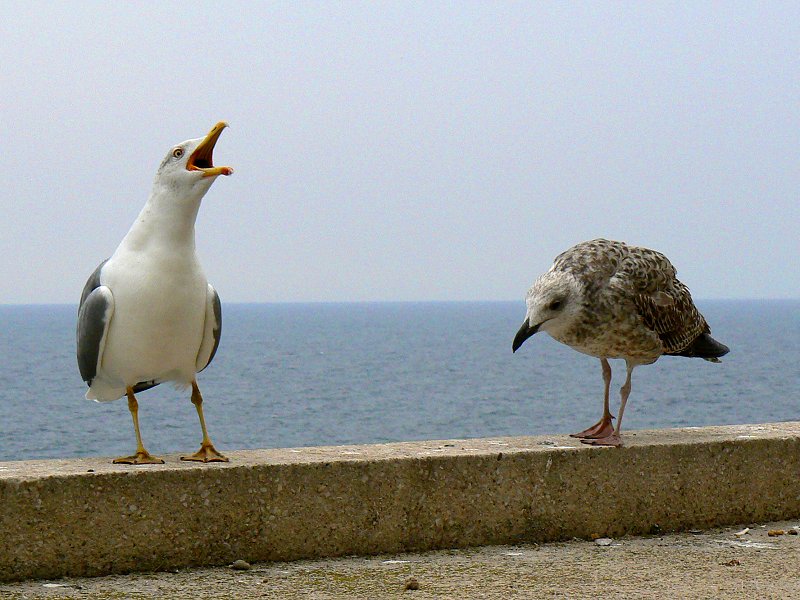 Schimpfende Möwe