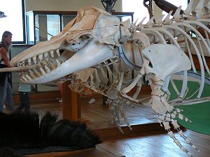 Skelett im Ozeanographisches Museum Monaco