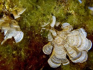 Trichteralgen (Padina pavonica)