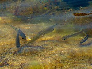 Fischchen in einem Meerwassertümpel am Königin Johanna Bad