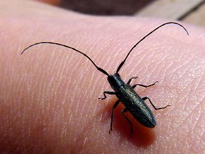 Fauna auf dem Vesuv, Insekten: Bockkäfer