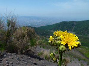 Wildblumen auf dem Lavagestein des Vesuvs