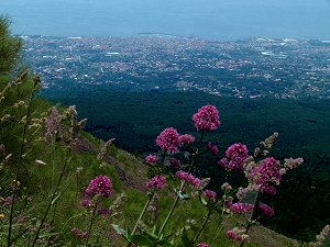 Flora an den Hängen des Vesuv