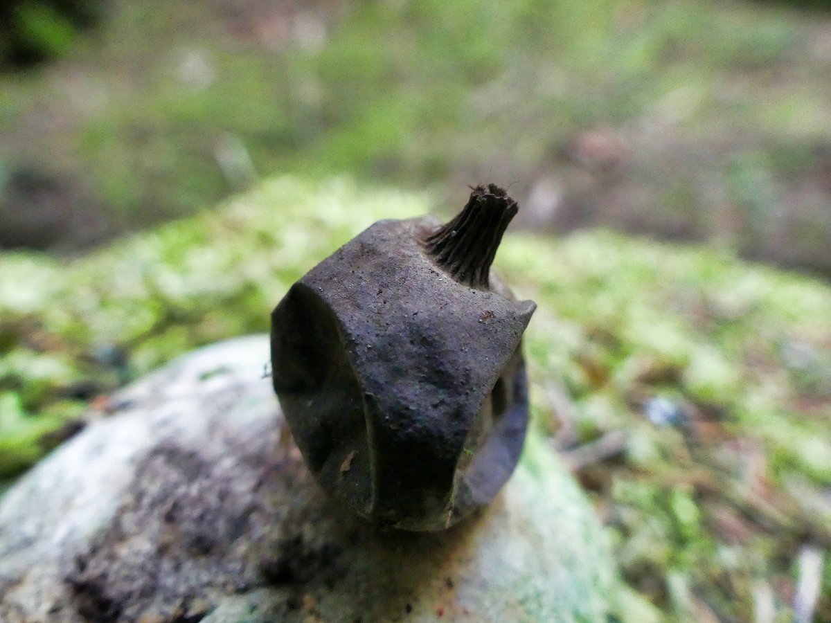 Kamm-Erdstern (Geastrum pectinatum)