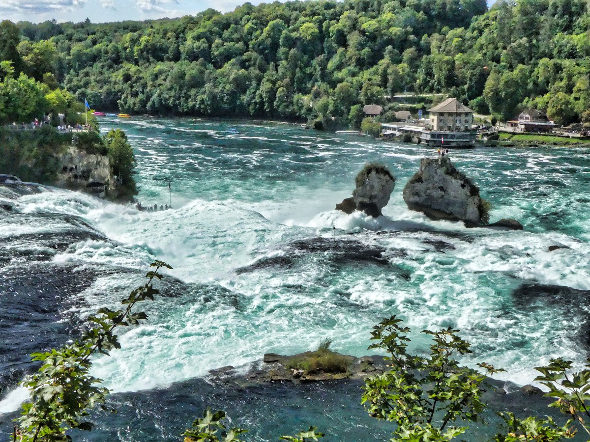 Wasseramsel am Rheinfall