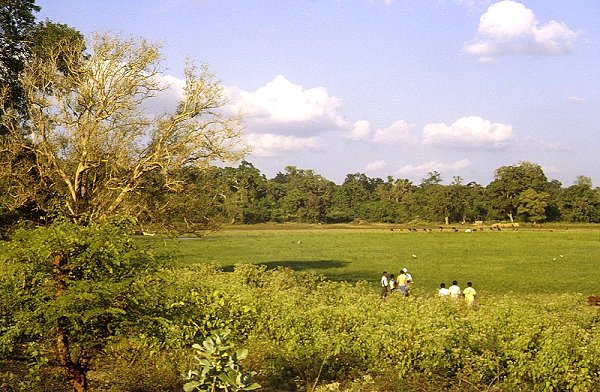 Weideflächen