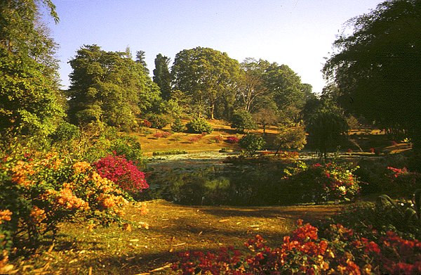 Kandy - Park und Botanischer Garten Peradeniya