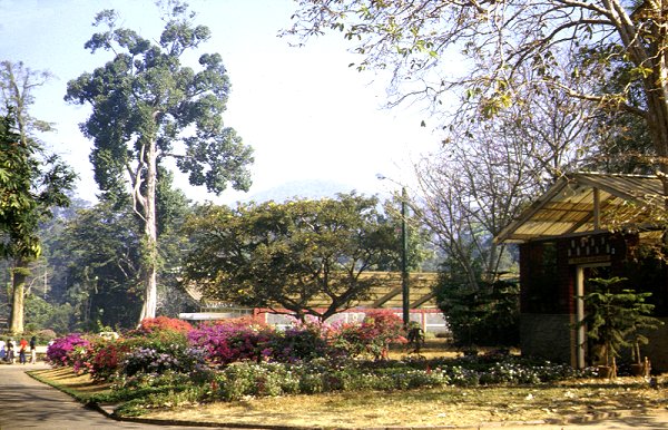 Kandy - Park und Botanischer Garten Peradeniya