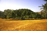 Ein Java Ficus mit 160 m2 Kronenfläche im Park und Botanischer Garten Peradeniya