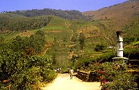 Teeanbau im Bergland bei Nuwara Eliya