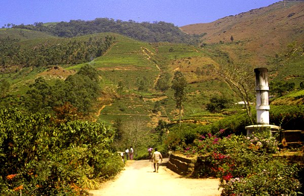 Teeanbau im Bergland bei Nuwara Eliya