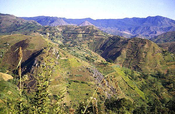 Teeanbau im Bergland bei Nuwara Eliya
