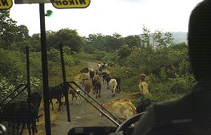Rinderherden nordlich von Negombo