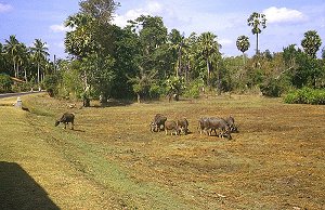 Rinderherden südlich von Chilaw