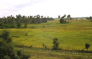 Reisfelder zwischen Polonnaruwa und Sigiriya