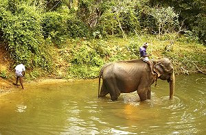 Arbeitselefanten zwischen Polonnaruwa und Sigiriya