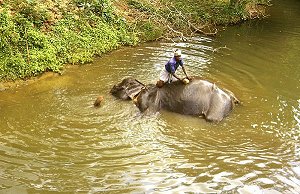 Arbeitselefanten zwischen Polonnaruwa und Sigiriya