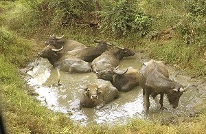 Wasserbüffel zwischen Polonnaruwa und Sigiriya