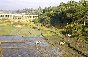 Vorbereitung der Reisfelder