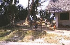 Seilherstellung aus Kokosfasern