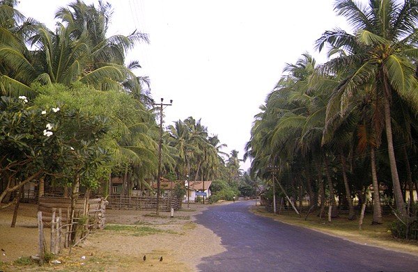 Kokoswälder