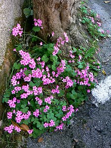 Frhlingsblumen