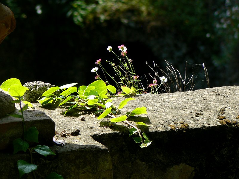 Mauerblümchen