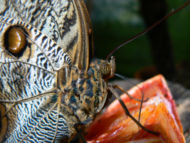 Schmetterling