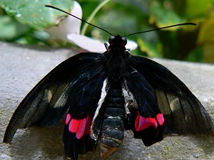 Schmetterling - Falter