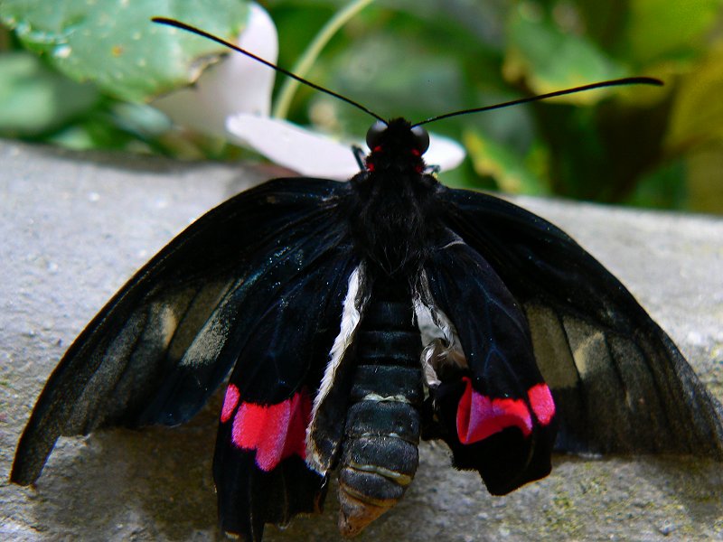 Schmetterling