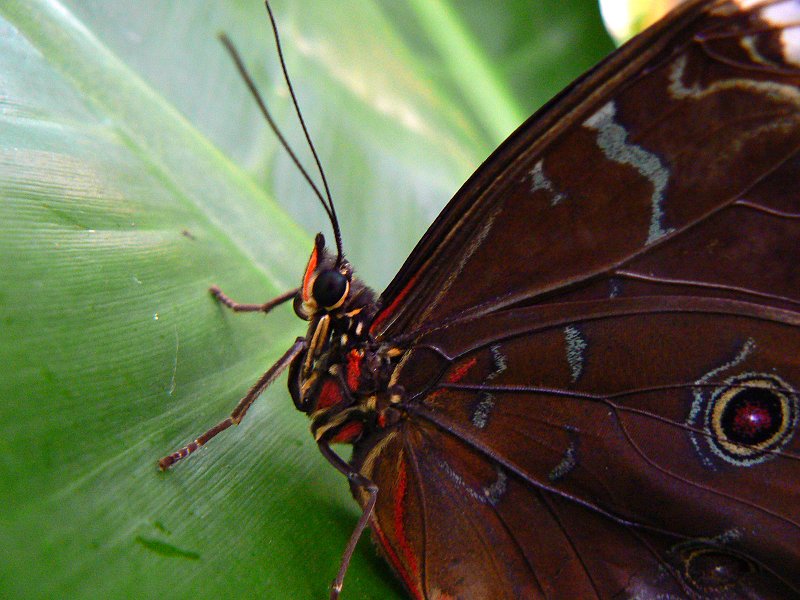 Schmetterling