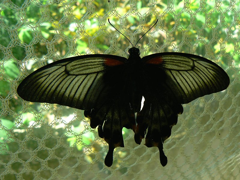 Schmetterling