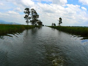 Lago Puccini, Schilfzone