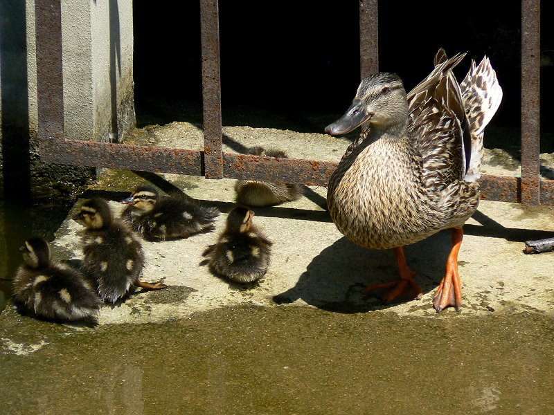 Stockenten-Familie