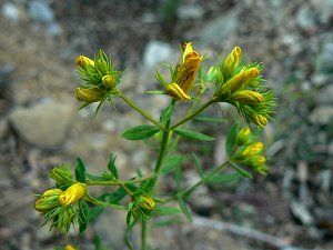 Mittelmeervegetation auf Geröllfeldern