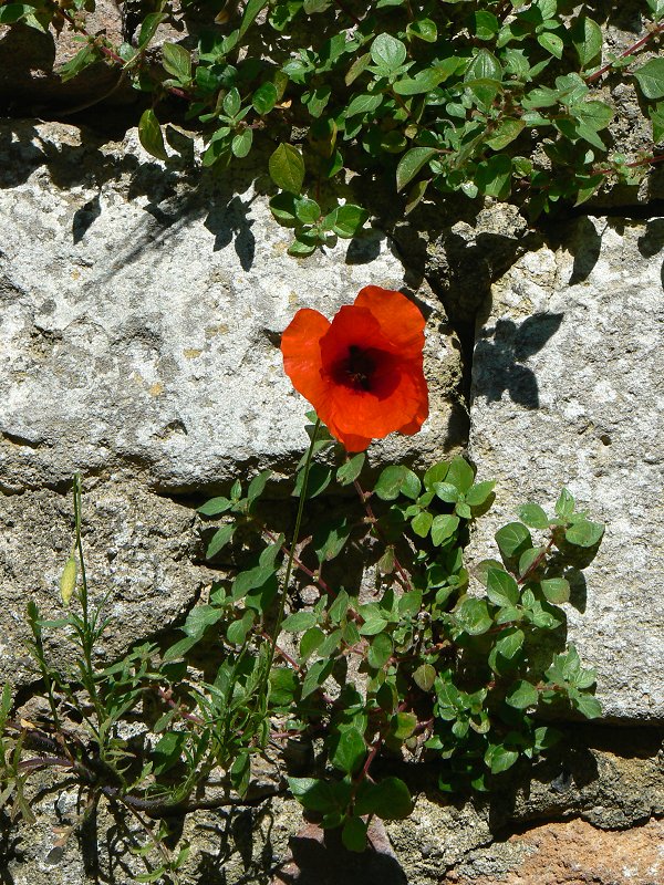 Mauerblümchen