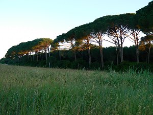 Piniengürtel Pineta Tombolo di Cecina Mare