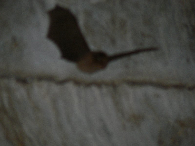 Fledermaus