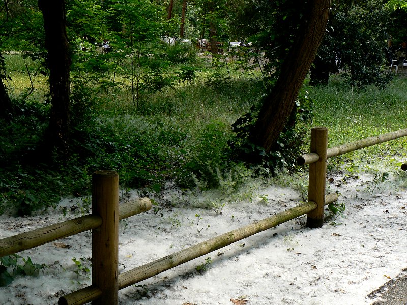 Baumsamen im Stadtpark von Viareggio