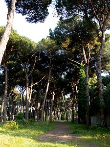 Viareggio Pinienwald