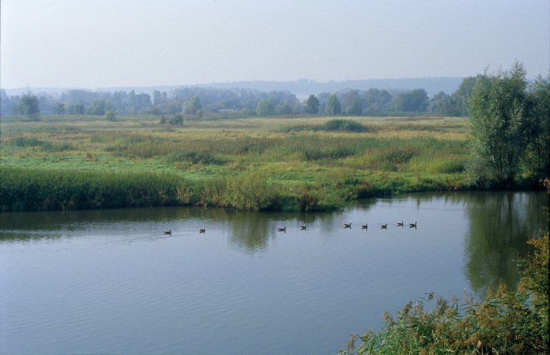 Frnkisches Seenland - Vogelinsel im Altmhlsee